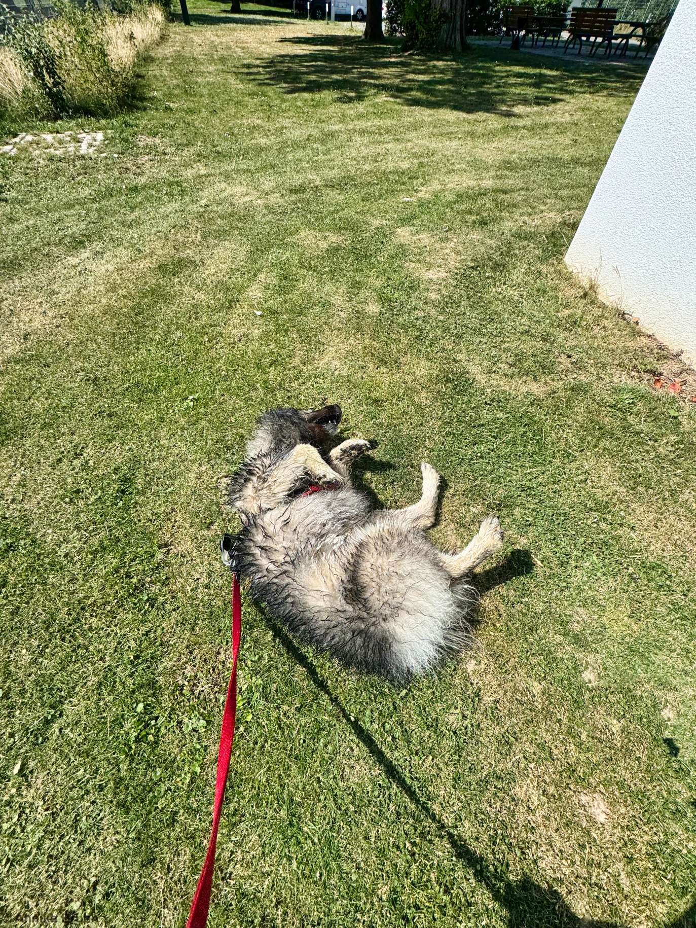 Frisch geduscht Wühlern